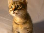 Котенок Крысолов